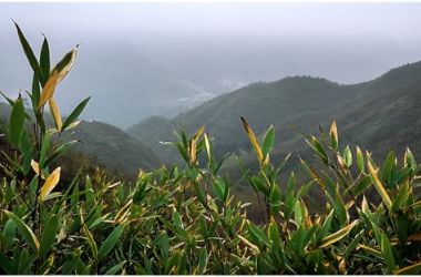 高國慧：那些緊貼荒草地皮的花