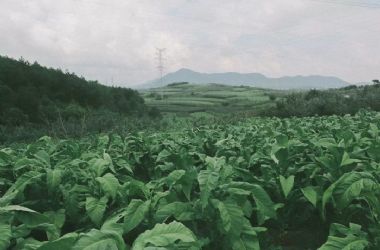 打煙葉︱滇東北高原上的“農(nóng)忙”，瞧這一家子